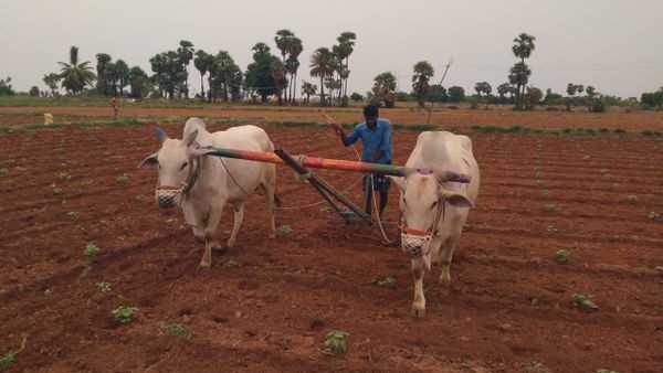 ರಸಗೊಬ್ಬರಕ್ಕೆ ಹೆಚ್ಚಿದ ಬೇಡಿಕೆ 