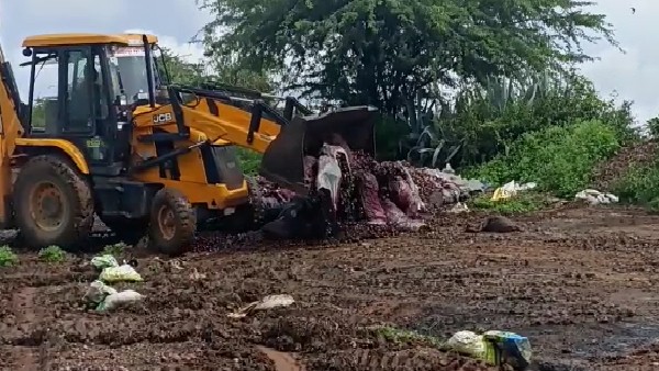 150 ಹೆಕ್ಟೇರ್ ಪ್ರದೇಶದಲ್ಲಿ ಈರುಳ್ಳಿ ಬೆಳೆ