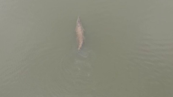 Crocodile Found in Murunala Village Lake Near Bagalkot
