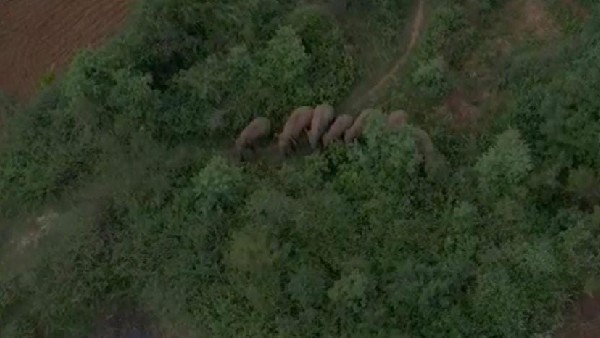  ಜಿಲ್ಲೆಯಲ್ಲಿ ಮತ್ತೆ ಕಾಡಾನೆಗಳ ಹಾವಳಿ 