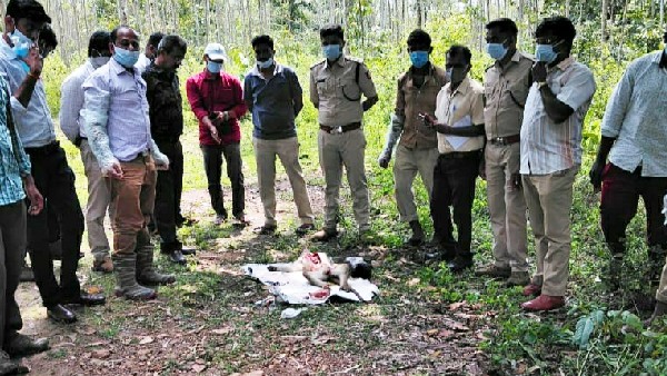 Umblebailu; Suspicious death of 10 monkeys, Kanagalasara villagers worried