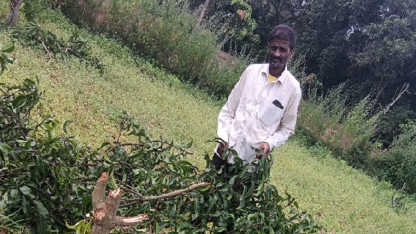  ಸಾಕಾನೆಗಳನ್ನು ಬಳಸಿ ಪುಂಡಾನೆಗಳ ಸೆರೆ 