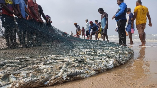 400 kg fish caught in small net in Suratkal