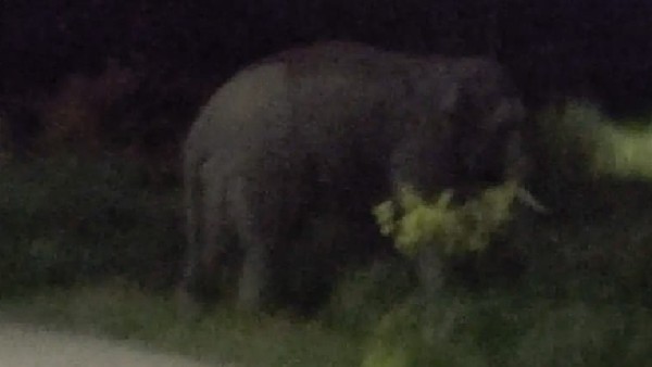 Elephant attack in continued in Sakleshpur, People worried 