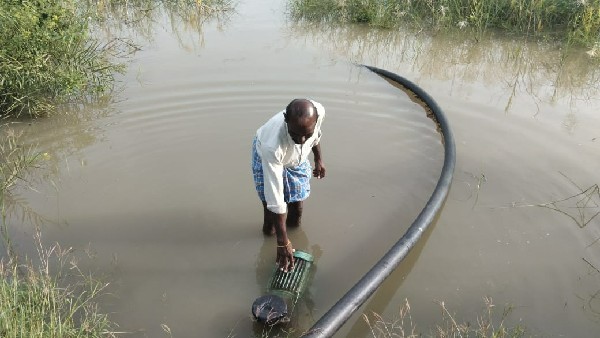  ಭಾರಿ ಮಳೆಯಿಂದ ಹತ್ತಿ ಬೆಳೆ ಸರ್ವನಾಶ 
