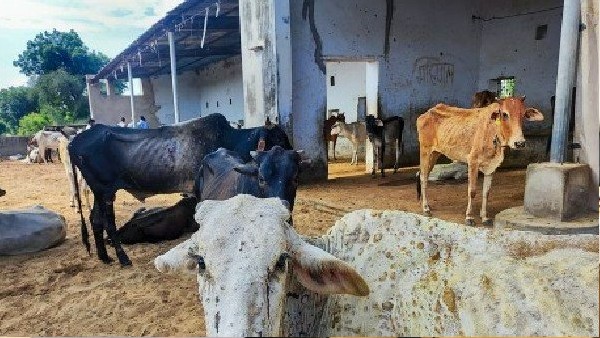 ಹಾಲಿನಿಂದ ಮನುಷ್ಯರಿಗೆ ರೋಗ ಹರಡಲ್ಲ: ಜಾಗೃತಿ 