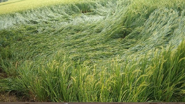  ಭರವಸೆಯಾಗಿಯೇ ಉಳಿದ ಪರಿಹಾರ 