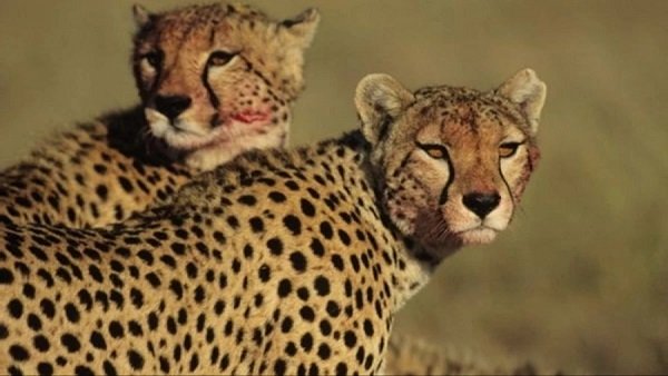 ಅಧಿಕಾರಿಗಳಿಗೆ ಚಿರತೆಗಳ ಬಗ್ಗೆ ಯಾವುದೇ ಅನುಭವ, ತಿಳವಳಿಕೆಯಿಲ್ಲ 