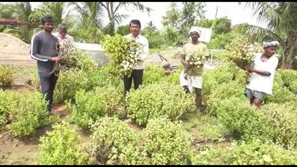 Over 100 hectares of sevanthi flower flooded in Lakkundi village, Farmers worried 