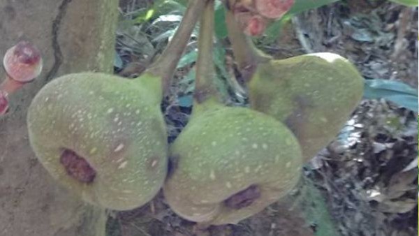  ಕಾವೇರಿ ನದಿ ದಡದ ಗಂಜಾಂನಲ್ಲಿ ಅಂಜೂರ ಬೆಳೆ 