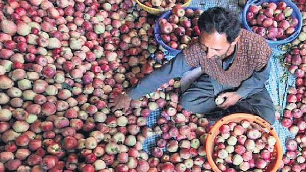 20-25 ಸ್ಥಾನಗಳಲ್ಲಿ ಸೇಬಿ ರೈತರ ಪ್ರಭಾವ