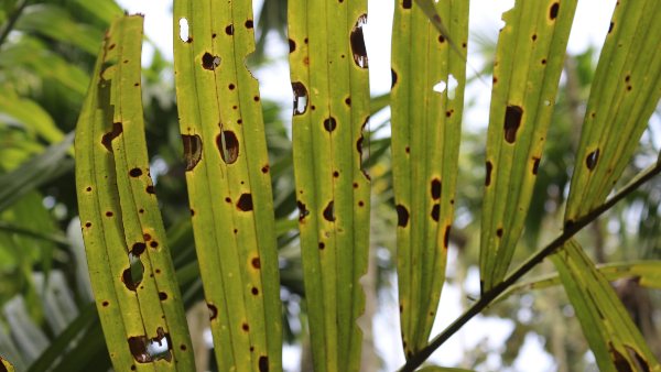 HD Kumaraswamy Is Worried about Leaf Spot Disease In Arecanut Plants 