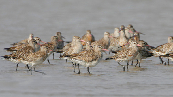 Alaska to Tasmania: Bar-tailed Godwit sets world record with 13,560km continuous flight 