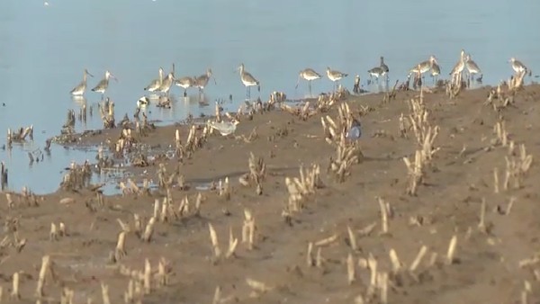 ರಿವರ್ಟನ್​​ ಪಕ್ಷಿ ಅತ್ಯಧಿಕ ಗೂಡು ಇರುವ ಜಾಗ ಆಲಮಟ್ಟಿ ಹಿನ್ನೀರು 