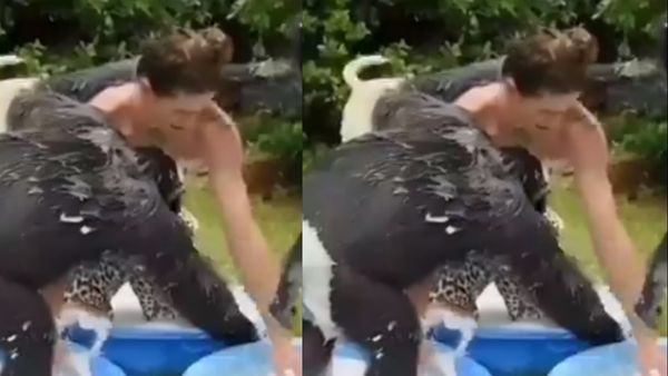 ನೆಟ್ಟಿಗರನ್ನು ಆಕರ್ಷಿಸಿದ ಚಿಂಪಾಂಜಿಗಳು 