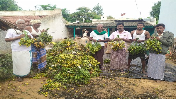 ಇಲ್ಲಿನ ರೈತರ ಅಡಿಕೆ ಬೆಲೆ ಕುಸಿಯುವ ಆತಂಕ 