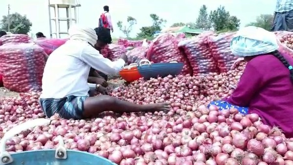 ಮಣ್ಣಲ್ಲಿ ಹೂತು ಹೋದ ಈರುಳ್ಳಿ 