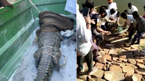Bagalkot: Forest officials Successfully Catch crocodile in Murunala Lake 