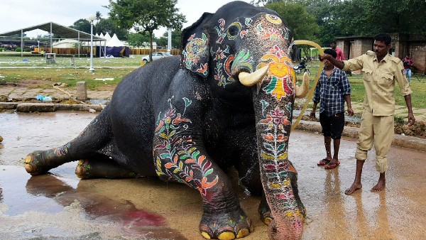 Dasara elephants back to Jungle form Mysuru on October 7
