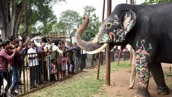 Dasara elephants back to Jungle form Mysuru on October 7