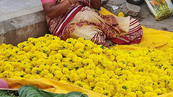  ಸೇವಂತಿಗೆ ಹೂವಿಗೆ ಹೆಚ್ಚಿದ ಬೇಡಿಕೆ 