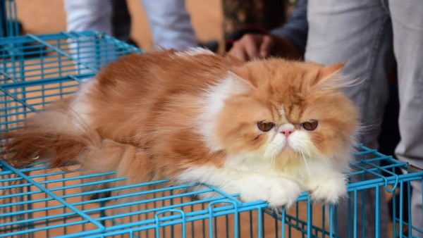  ಮೈಸೂರಿಗೆ ಮತ್ತೆ ಸ್ವಚ್ಛತೆ ನಗರ ಎಂಬ ಗೌರವ