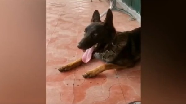Military Dog ​​Zoom Killed by Two Terrorists in Jammu and Kashmir