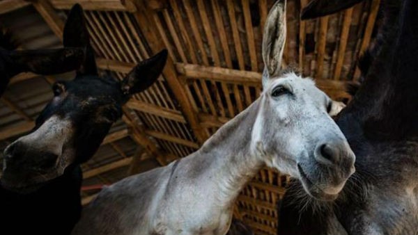 ಕತ್ತೆ ಹಾಲು ಪ್ರತಿ ಲೀಟರ್ಗೆ 10 ಸಾವಿರ