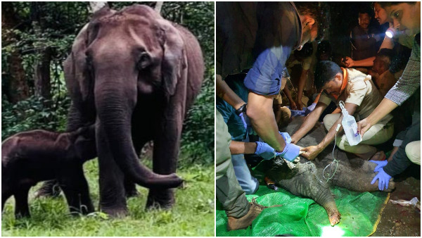 Wounded Elephant Calf Treated by the Forest Department After Rahul Gandhi letter to CM Bommai Wounded Elephant Calf Treated by the Forest Department After Rahul Gandhi letter to CM Bommai