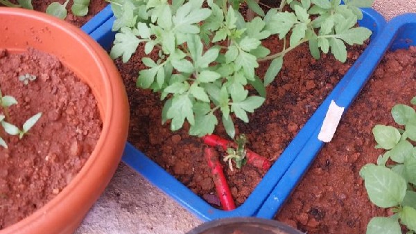  ಪಟಾಕಿಗಳಲ್ಲಿ ವಿವಿಧ ತರಕಾರಿ ಬೀಜ