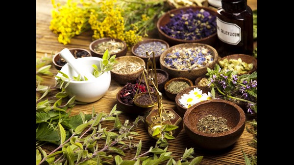 ಮನೆಯಂಗಳದಲ್ಲೇ 80 ಕ್ಕೂ ಹೆಚ್ಚು ಔಷಧ ಗಿಡ ಮನೆಯಂಗಳದಲ್ಲೇ 80 ಕ್ಕೂ ಹೆಚ್ಚು ಔಷಧ ಗಿಡ