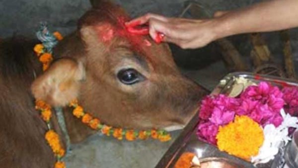 Karnataka Government Orders Gopuja At All Temples On Deepavali 