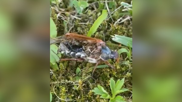 ಸತ್ತ ಕೀಟ ಹೇಗೆ ನಡೆಯುತ್ತದೆ? 