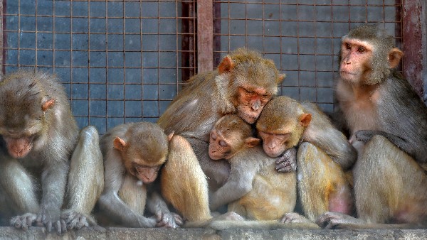 Monkeys Are Landowners in Maharashtra Village 