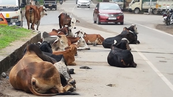 ಹಸು-ಮಾಲೀಕರನ್ನು ಹೊಣೆ ಮಾಡದ ಬೈಕ್ ಸವಾರ