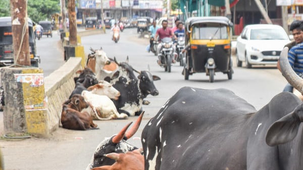ಹಸು ಅಥವಾ ಅದರ ಮಾಲೀಕ ಹೇಗೆ ಹೊಣೆಗಾರನಾಗುತ್ತಾನೆ- ರಾಹುಲ್