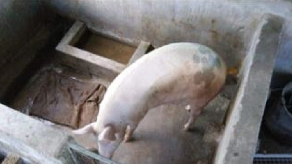  ಆಫ್ರಿಕನ್ ಹಂದಿ ಜ್ವರದ ಲಕ್ಷಣ 