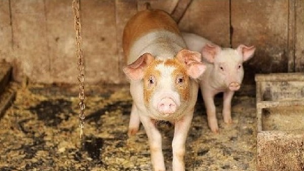  ಹಂದಿಮಾಂಸದ ಸೇವನೆಯಿಂದ ಮನುಷ್ಯನಿಗೆ ಹರಡುವುದಿಲ್ಲ 