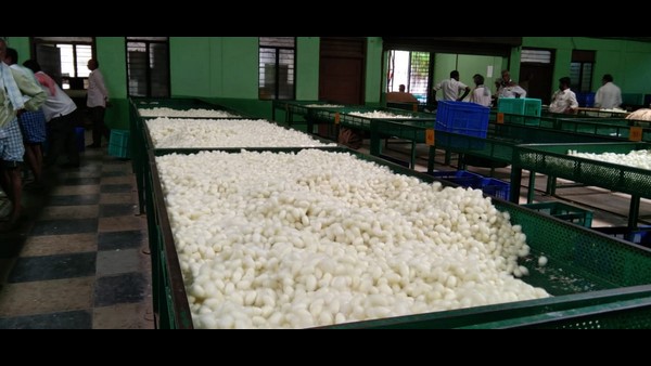 ಸರ್ಕಾರಕ್ಕೆ ಹೋರಾಟದ ಎಚ್ಚರಿಕೆ ನೀಡಿದ ರೇಷ್ಮೆ ಬೆಳೆಗಾರರು