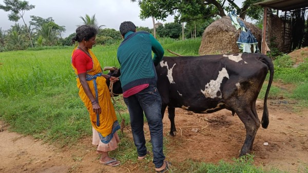 ಜಾನುವಾರುಗಳಿಗೆ ಗೋಟ್ ಪಾಕ್ಸ್‌ ಲಸಿಕೆ 