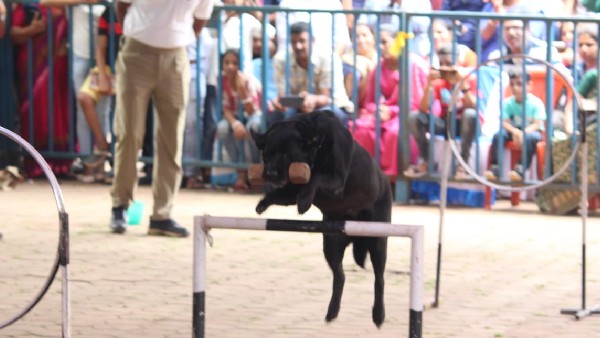 ರಿಂಗ್ನಲ್ಲಿ ಶ್ವಾನಗಳ ಆಟ, ಚಿನ್ನಾಟ ಅದ್ಭುತ ರಿಂಗ್ನಲ್ಲಿ ಶ್ವಾನಗಳ ಆಟ, ಚಿನ್ನಾಟ ಅದ್ಭುತ