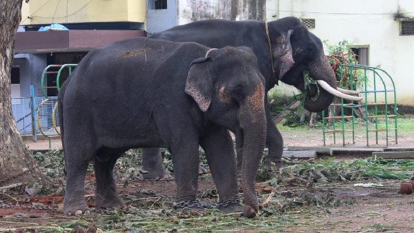 shivamogga; Countdown For Jamboo Savari, electric lighting across the city 