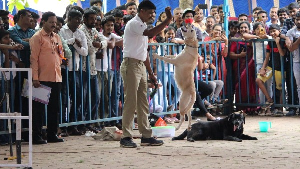 ಪೊಲೀಸ್ ಶ್ವಾನಗಳು ಏನೇಲ್ಲಾ ಪ್ರದರ್ಶನ ನೀಡಿದವು ಗೊತ್ತೇ? ಪೊಲೀಸ್ ಶ್ವಾನಗಳು ಏನೇಲ್ಲಾ ಪ್ರದರ್ಶನ ನೀಡಿದವು ಗೊತ್ತೇ?