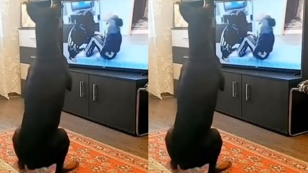 ವಿಡಿಯೋ ಮೆಚ್ಚಿಕೊಂಡ ಜನ