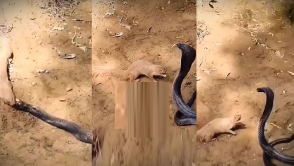 ಅಪಾಯಕಾರಿ ಹಾವಿನೊಂದಿಗೆ ಮರಕುಟಿಕ ಕಾಳಗ