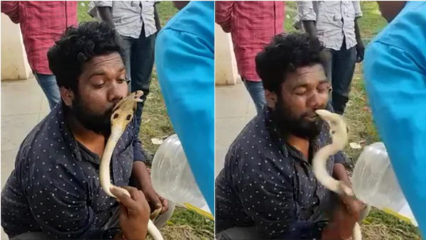 Video: Cobra bit a man who went for a kiss