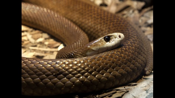 ಹಾವು-ವಿಷಕಾರಿ ಹುಳಗಳ ಕಡಿತಕ್ಕೆ ಚಿಕಿತ್ಸೆ ಹಾವು-ವಿಷಕಾರಿ ಹುಳಗಳ ಕಡಿತಕ್ಕೆ ಚಿಕಿತ್ಸೆ