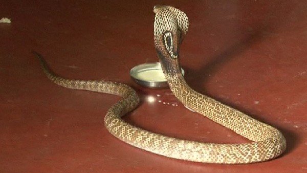 ವಾರದೊಳಗೆ ಹಾವು ಕಡಿತದ ಗುರುತು ಮಾಯ ವಾರದೊಳಗೆ ಹಾವು ಕಡಿತದ ಗುರುತು ಮಾಯ