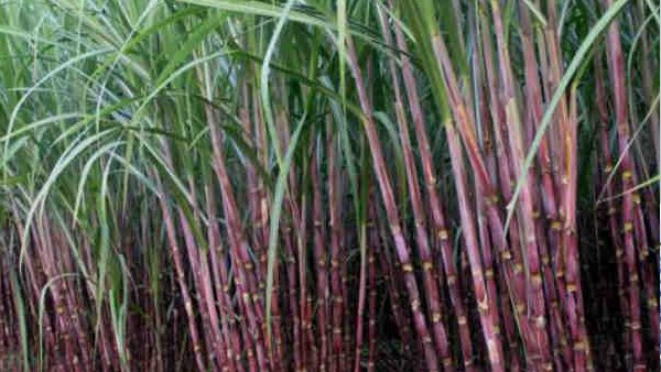 ಟನ್‌ ಕಬ್ಬಿಗೆ 4500 ರೂ. ನೀಡಲು ಆಗ್ರಹ 