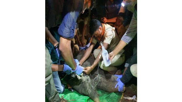 Wounded Elephant Calf Treated by the Forest Department After Rahul Gandhi letter to CM Bommai Wounded Elephant Calf Treated by the Forest Department After Rahul Gandhi letter to CM Bommai
